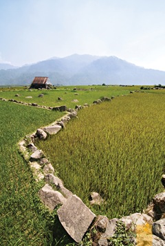 Rice Pilapils at Sagada's Bomod-Ok Falls