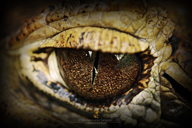 Detail of an Alligator Eye at the Manila Zoo