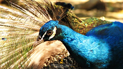 Peacock Colors at the Manila Zoo