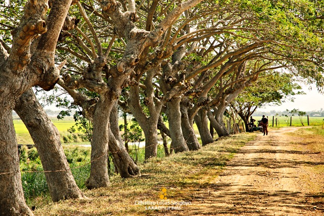 Trees Along the Trail to Dona Simang