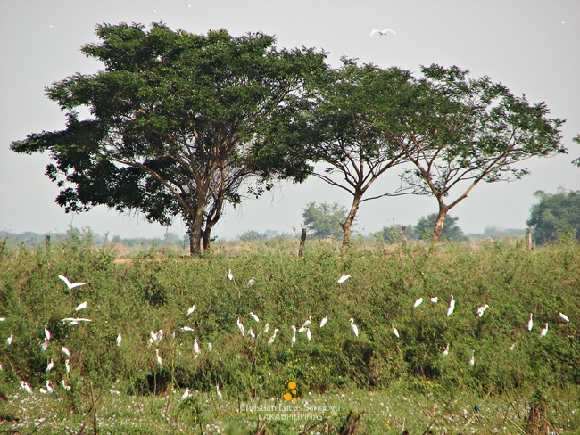 Egrets at the Candaba Bird Sanctuary