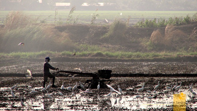 Egrets Unafraid of Farmers Tilling the Land in Candaba