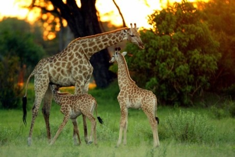 [young-african-wildlife-safari-2-young-giraffe-w-michael-poliza-b[2].jpg]