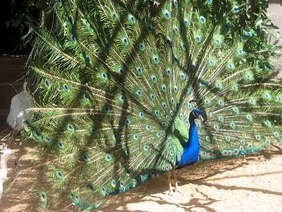 [paon-bleu[3].jpg]