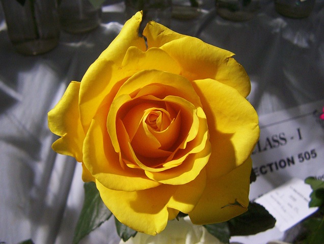 [yellow rose[2].jpg]