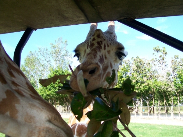 Costa Rica Daily Photo – Falling in Love with Giraffes in Costa Rica? Costa Rica Daily Photo – Falling in Love with Giraffes in Costa Rica?