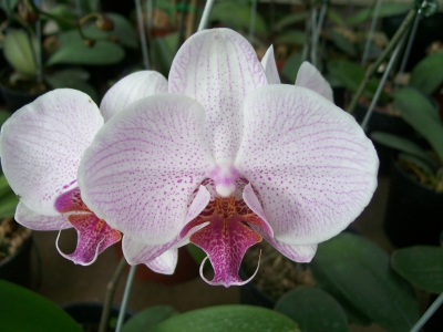 Costa Rica Daily Photo   Amazing Purple Orchid