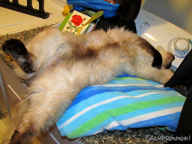 [mondaycat[3].jpg]