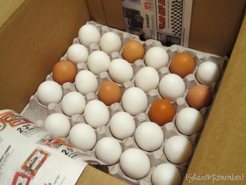 [eggs1[3].jpg]
