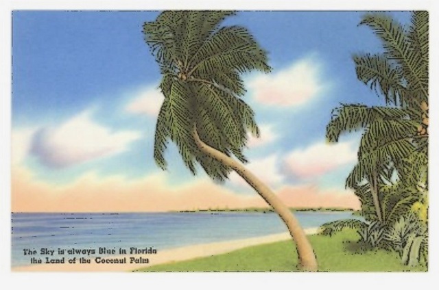 [PalmTreesFla1.jpg]