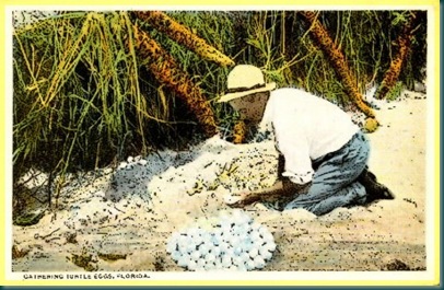 Gathering Turtle eggs []