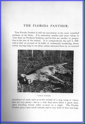 Panther Panther