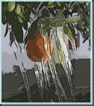 Orange on ice Orange on ice