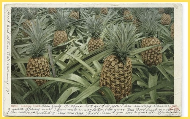 [Pineapple4.jpg]