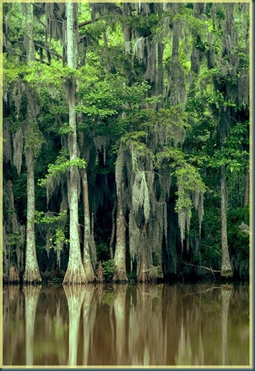 Cypress Cypress