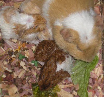guinea pigs birth