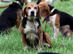 Cloned Dogs South Korea Glows Ultraviolet Light