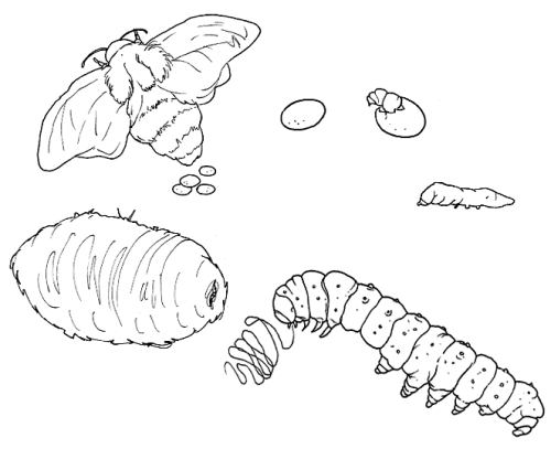 [ciclo de los gusanos de seda www.colorear (6)[2].gif]