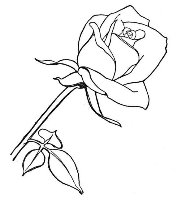 [rose001[2].jpg]