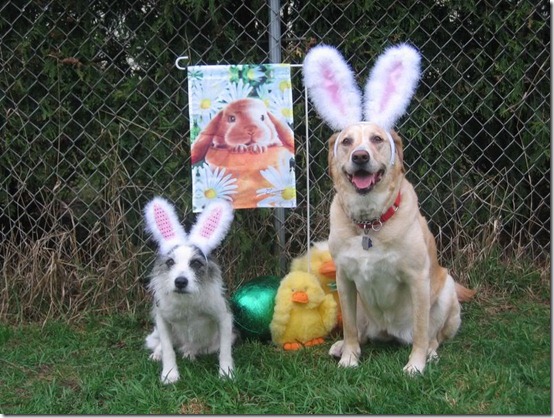 perros pascua blogdeimagenes (2)