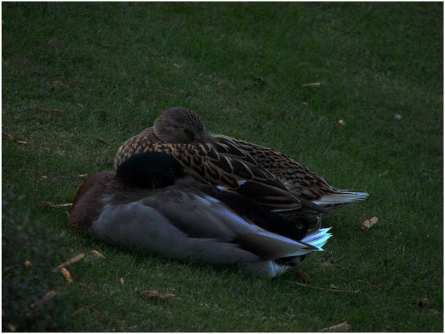 Underexposed Image
