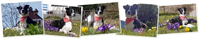 Endlich Frühling anzeigen