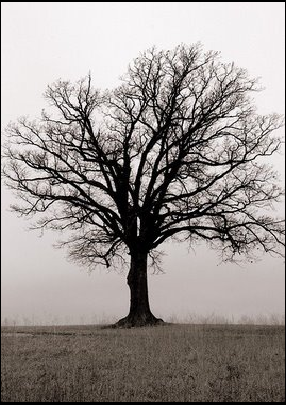 [image41.png]