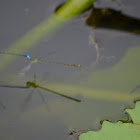 Damselfly