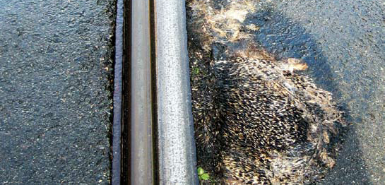 Gefährlicher Lebensraum: Viele Stadttiere fallen dem Straßenverkehr zum Opfer – wie dieser Igel. Foto: Claudia Laßlop Igel