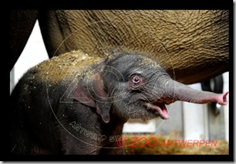 Новорожденный слоненок
