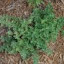 Oregano 'Greek'