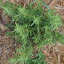 Rosemary
