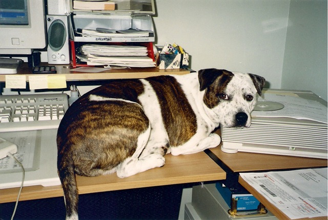 [scan0001[2].jpg]
