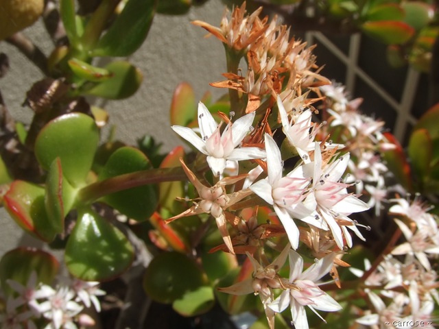 [2010_01310026[7].jpg]