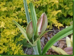 2010_04150194