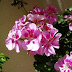 Los Patios de Córdoba