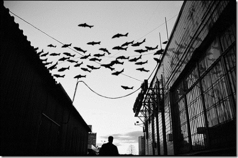 more freak show foto arte peixes fish (13) more freak show foto arte peixes fish (13)