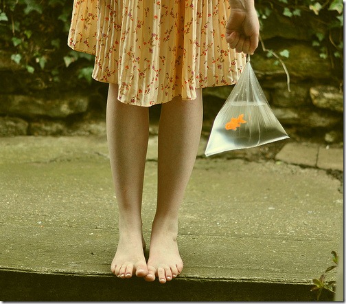 more freak show foto arte peixes fish (15) more freak show foto arte peixes fish (15)