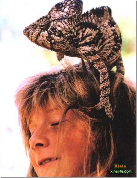 Book livro Tippi pequena garota e sua amizade com Animais selvagens (10) Book livro Tippi pequena garota e sua amizade com Animais selvagens (10)