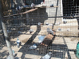 DSC00204.JPG