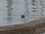 IMG_1001.JPG