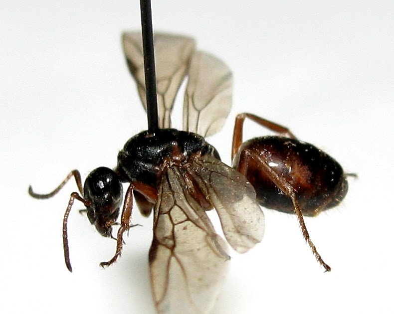 Little Creatures That Rule the Earth: Formicidae