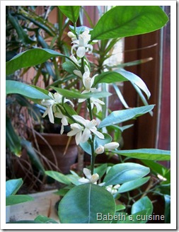 mandarinier en fleurs