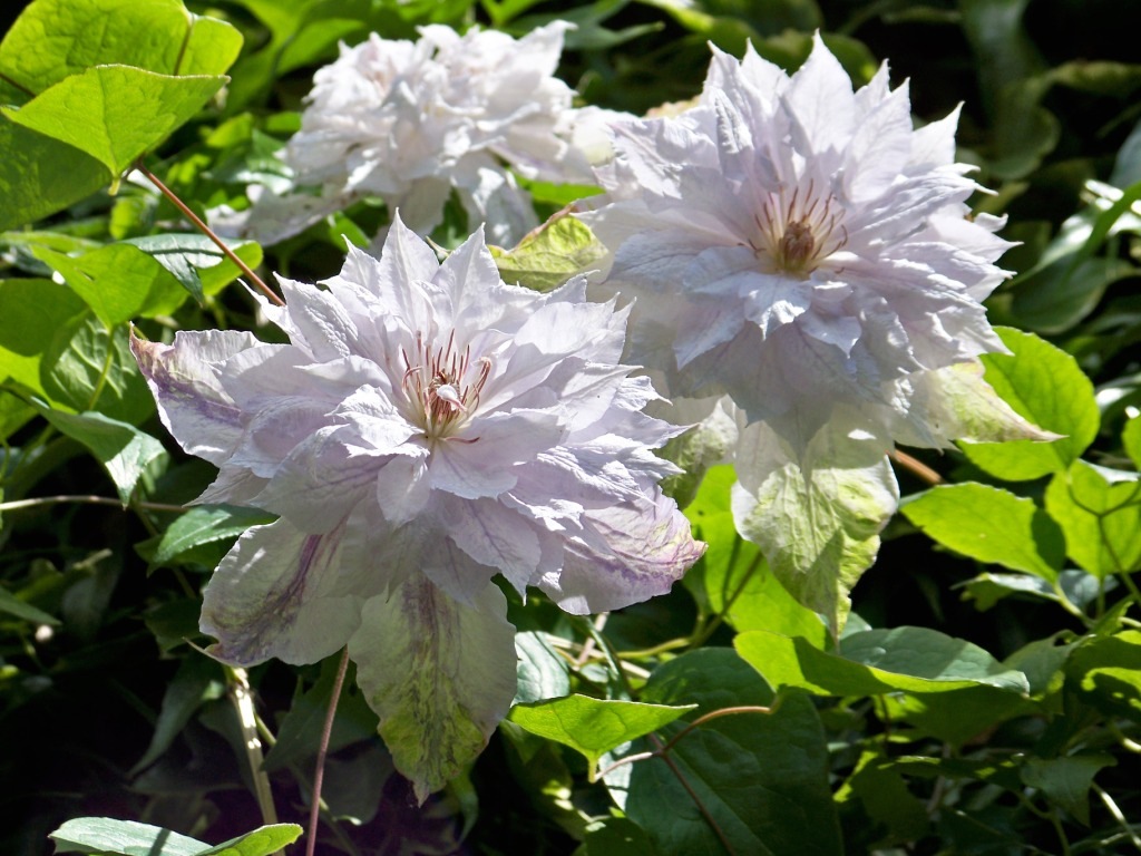 [clematites 3[4].jpg]