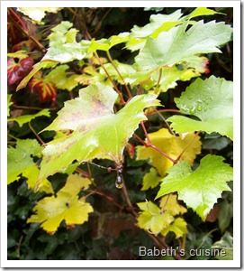 feuilles sous la pluie