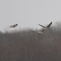 lesser yellowlegs