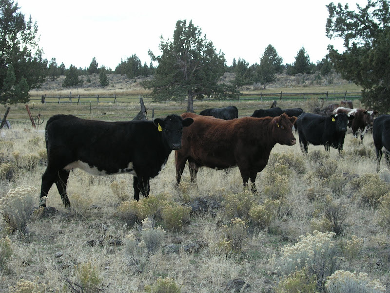 Lundy Cows Grazing