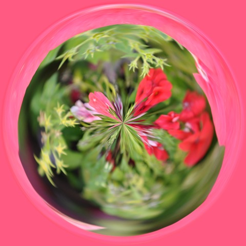 [multi flower swirl[3].jpg]