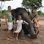 éléphant avec les poos - 073