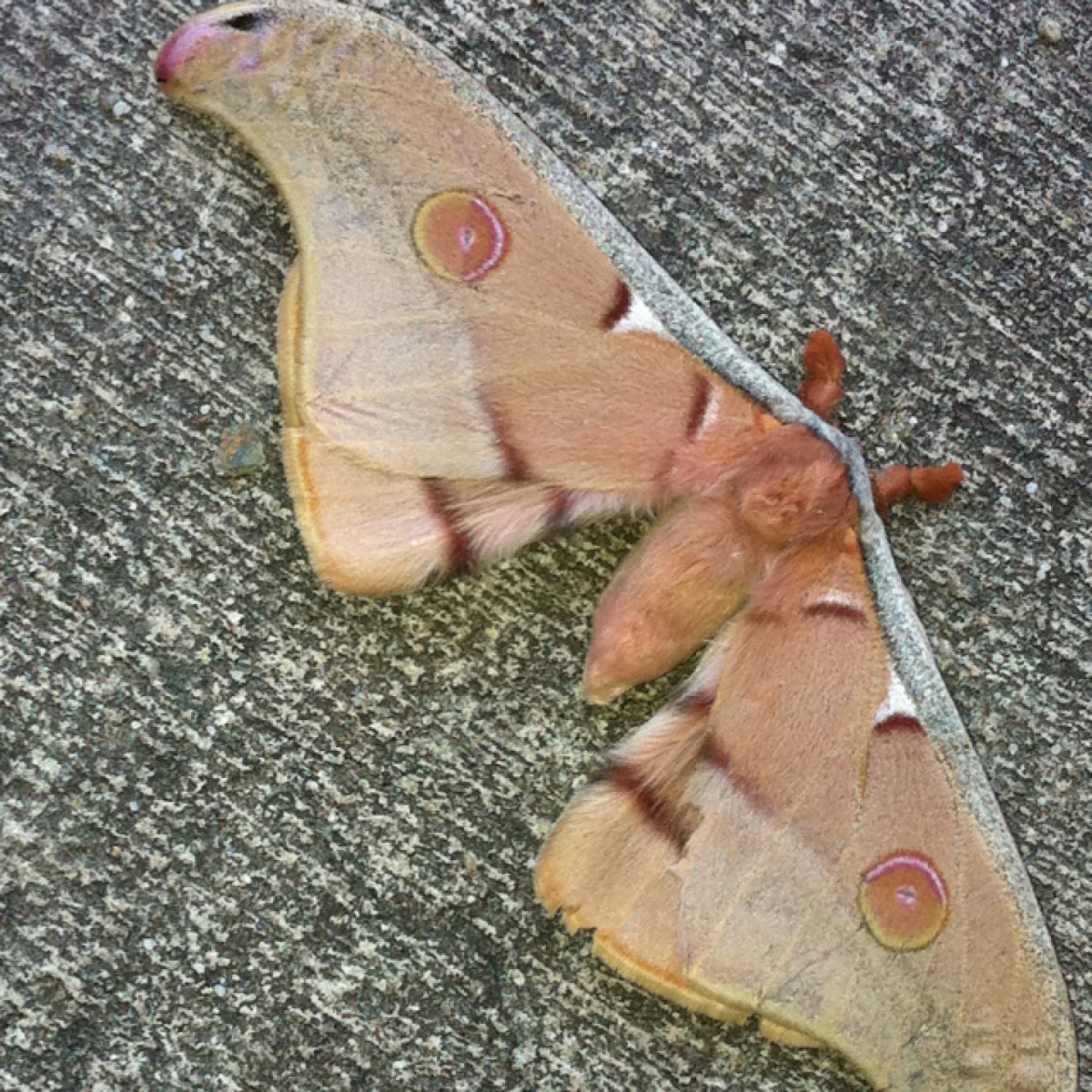 Emperor Gum Moth